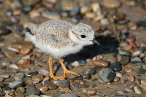 Baby Pipping Plover at Sauble Beach Plover, Beach Living, Ducklings, Pipping, Feathered, Beaches ...