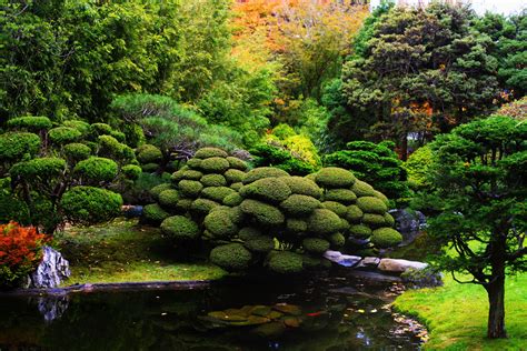 Japanese Koi Garden | The Japanese Tea Garden in Golden Gate Park | The Graceful Gardener ...