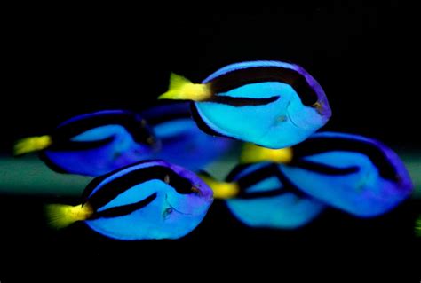 Love Disney's 'Dory' fish? Soon, you could get your own | CTV News