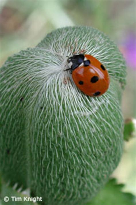 Ladybug | Lady Beetle Facts - NatureMapping