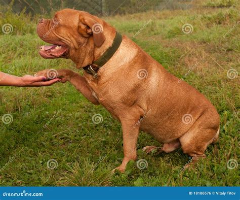 Friendly Dog Gives His Paw To His Master Stock Photo - Image of companion, hand: 18186576