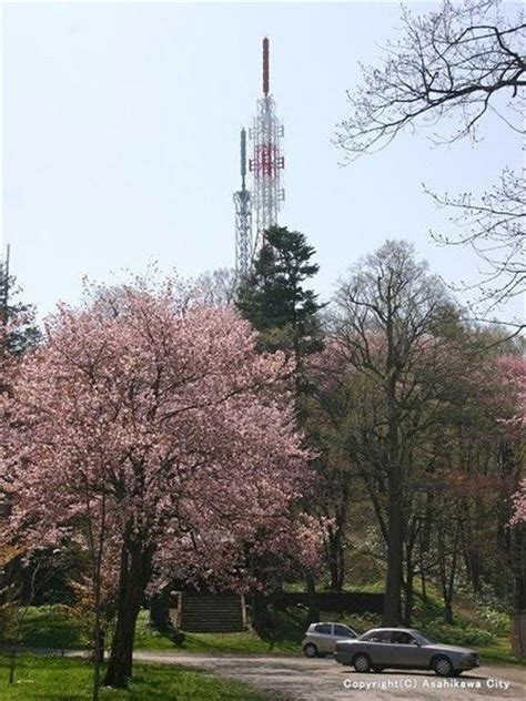 Hokkaido's Cherry Blossoms|Top 8 Cherry Blossom Spots Chosen by ...