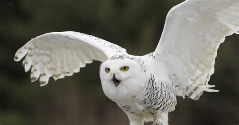 Snowy Owl Predators