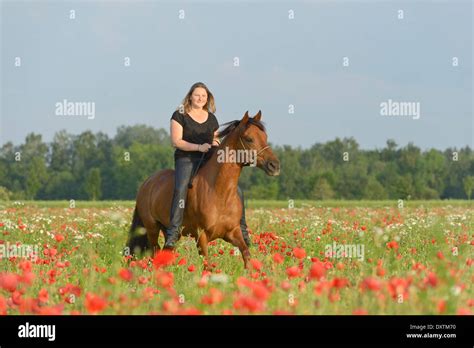 Woman riding bareback on a Paso Fino horse in a poppy field Stock Photo ...