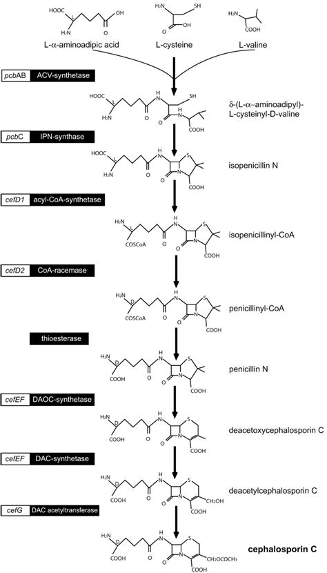 Cephalosporin C biosynthesis, which exclusively occurs in A.... | Download Scientific Diagram