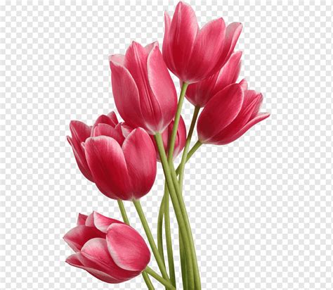 Discover 70+ tulip flower wallpaper latest - in.cdgdbentre