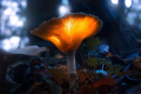 Glowing Mushroom by TheChosenPesssimist on DeviantArt