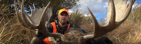 Colorado Shiras Moose Hunting Outfitters | Guided Moose Hunts Colorado