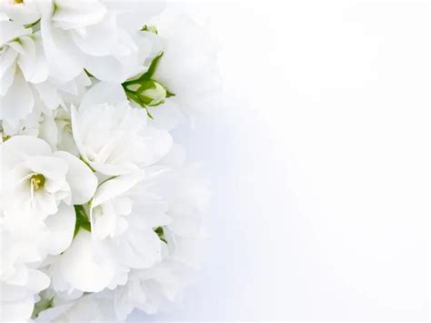 Beautiful Flowers With White Background Images | Best Flower Site