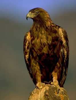 golden-eagle - Native American Totems