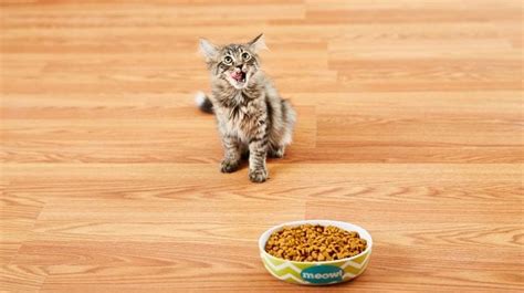 Tips for Feeding Cats Who Won’t Eat | BeChewy