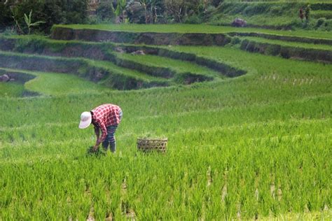 Amazing Rice Terraces and Fields in Bali