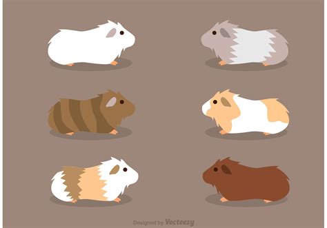 Guinea Pigs Vectors 90864 Vector Art at Vecteezy