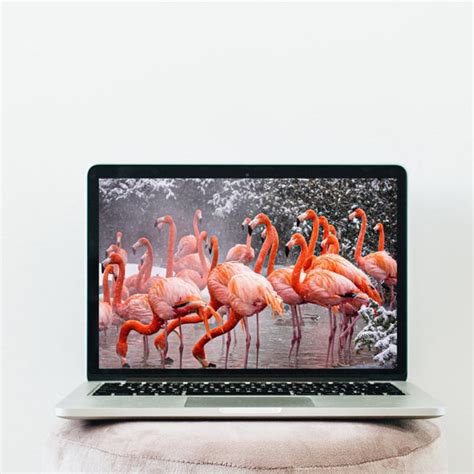 Pink Flamingo Desktop Wallpaper Desktop Background Macbook - Etsy