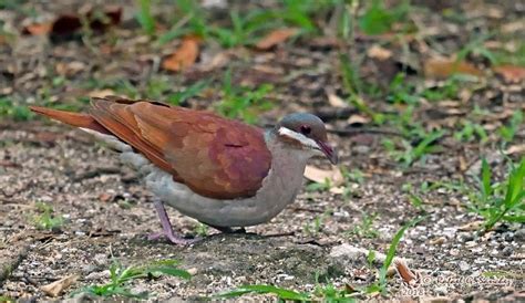 Key West Quail-Dove – birdfinding.info