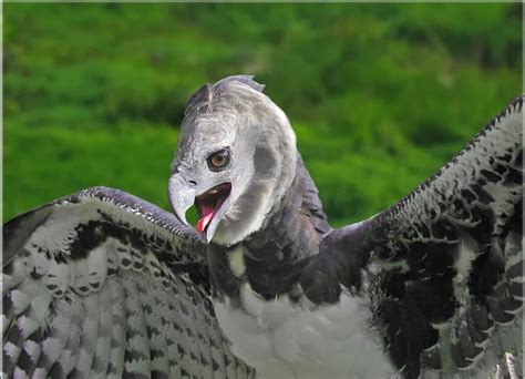 Amazon Rainforests Animals : The Harpy Eagle ~ Amazon Rainforest Animals