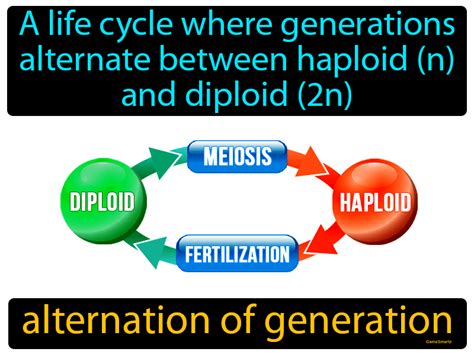 Alternation Of Generation Definition & Image | GameSmartz