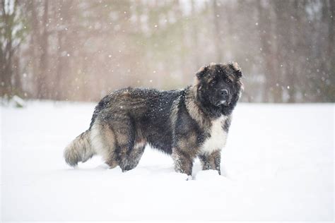 Caucasian shepherd: Dog breed characteristics, pictures, care tips