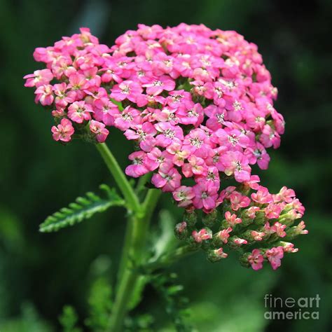 Pink Yarrow Photograph by Marjorie Imbeau - Fine Art America