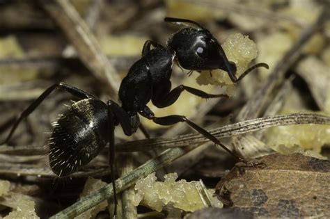 Carpenter ants: A worthy foe | Pest Management Professional