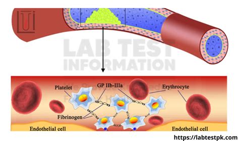 Platelet Aggregation Studies