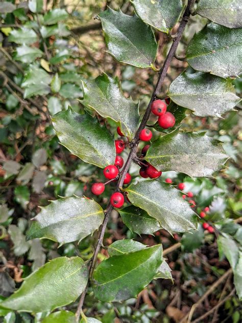 Pruning the Holly - The Martha Stewart Blog