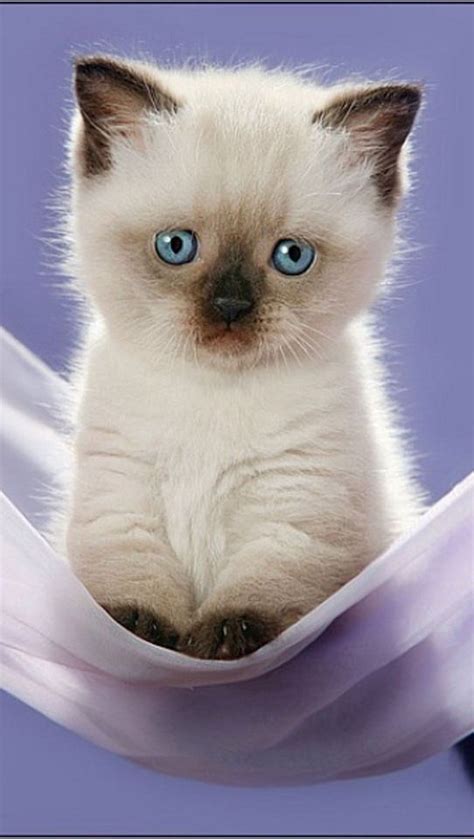 Kitten | Kittens cutest, Siamese kittens, Baby cats