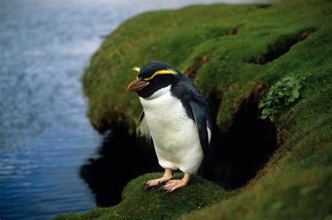 Islands Helped Penguins Evolve. Then Hungry Humans Showed Up. (Published 2019) | Interesting ...