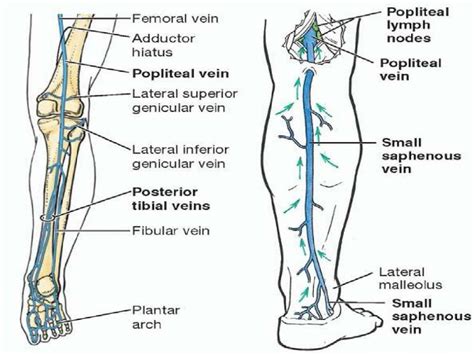 6. anatomy of popliteal fossa