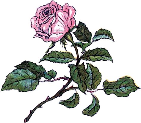 Vintage Rose Illustration - Super Pretty! - The Graphics Fairy