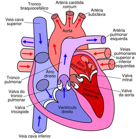 diadtocsucmoi: human heart diagram with labels