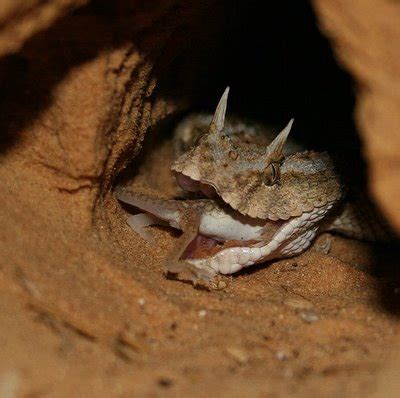 Horned Viper Habitat in Africa Kenya ~ planetanimalzone