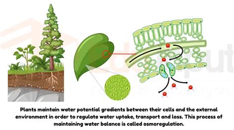 Osmoregulation in Plants-Mechanism, Methods, And Examples