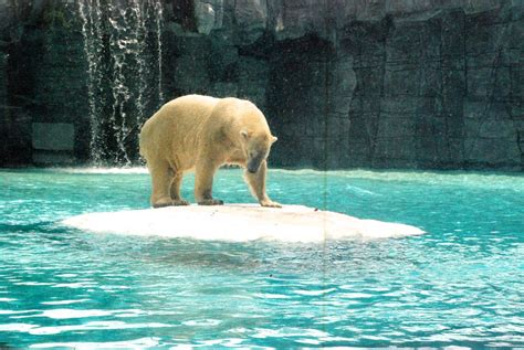 zoo polar bear