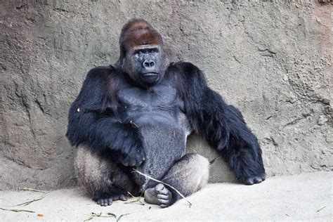 Silverback Gorilla Miami Metro Zoo