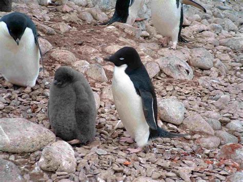 25 Penguin Photos from Antarctica