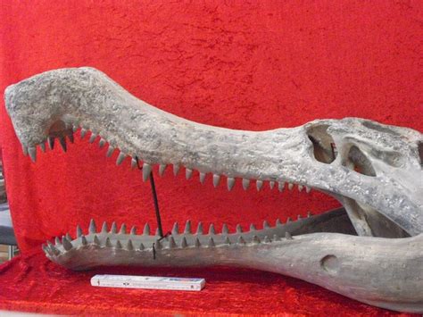 Replica - crocodile skull from primitive times - Sarcosuchus imperator - 100cm - Catawiki