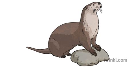 What is an Otter? – Otter Facts for Kids – Twinkl