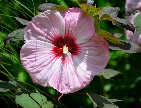 Giant Hibiscus Flower · Free photo on Pixabay