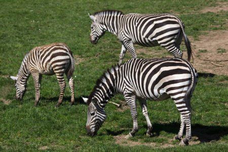 Grant’s Zebra – Daniel’s Animals