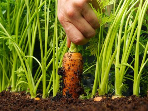 Cara Menanam Sayuran Organik Di Pekarangan Rumah