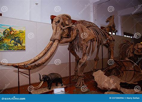 Stegodon Bone. Elephant Ancestors Editorial Photo - Image of baby, creative: 237306956