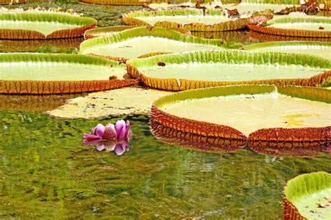 Giant water lily Images - Search Images on Everypixel