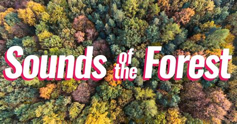 Listen to Forest Noises With The Audio Library "Sounds of the Forest"