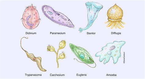 Protists and Disease Study Guide - Inspirit