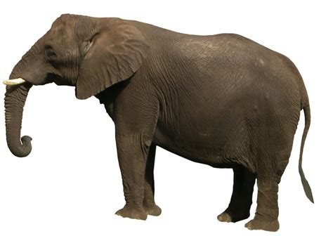 Elephant PNG