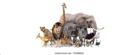 Group African Safari Animals Together On Stock Photo 794480062 ...