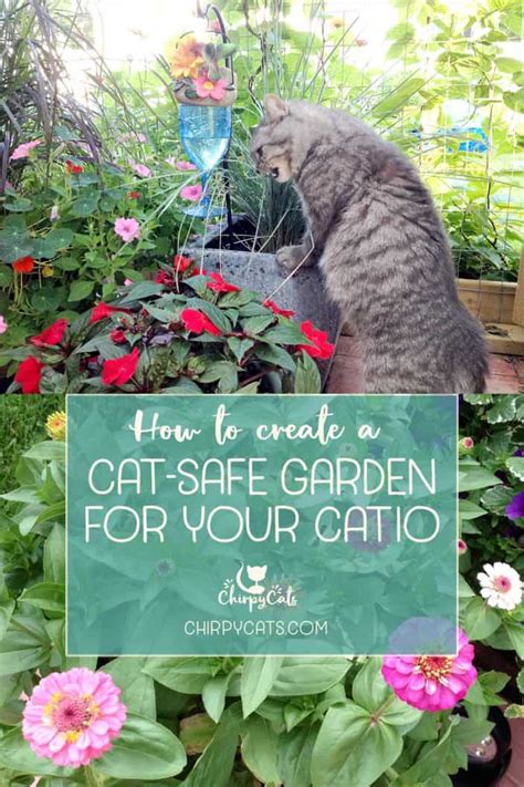 Create a cat garden that you and your cat will love