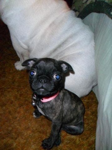 Miniature Bug puppy (Boston Terrier/Pug)-female*PRICE REDUCED for Sale in Middletown, California ...