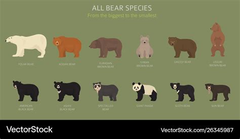 All Bear Types